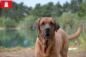 Scopri di più sull'articolo Allevatori di Broholmer e cuccioli a Amburgo