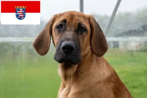 Scopri di più sull'articolo Allevatori di Broholmer e cuccioli in Assia