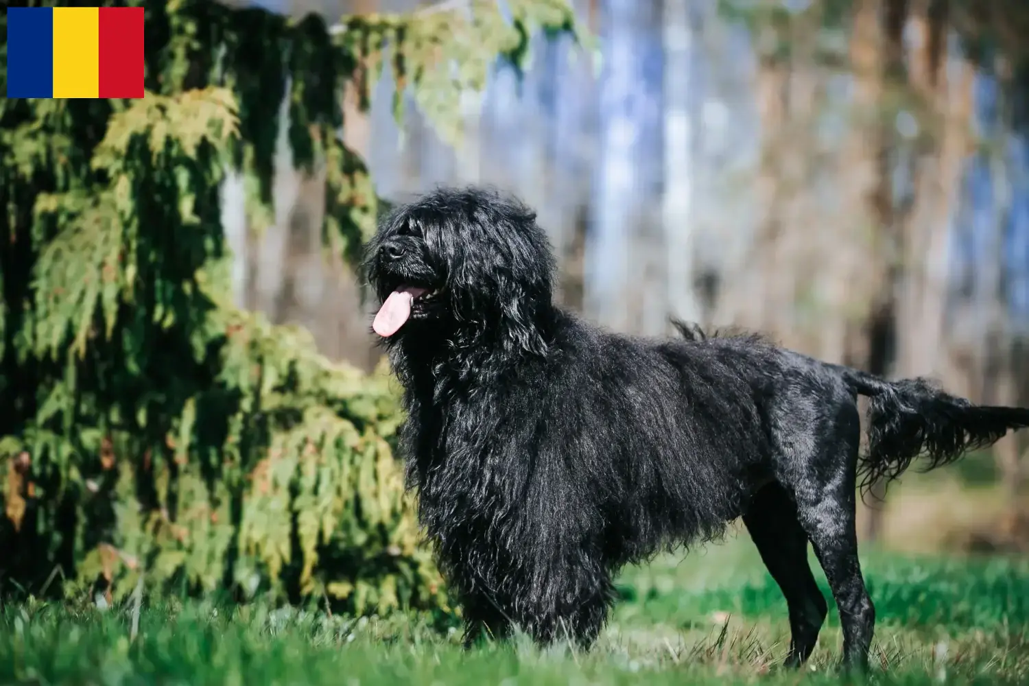Scopri di più sull'articolo Allevatori di Cão de Agua português e cuccioli in Romania