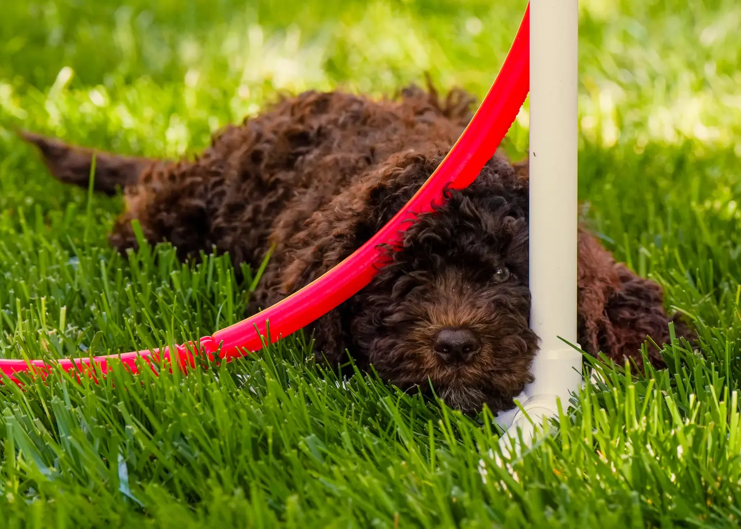 Acquistare un cucciolo di Barbet significa assumersi delle responsabilità! Acquistare cuccioli di Barbet.