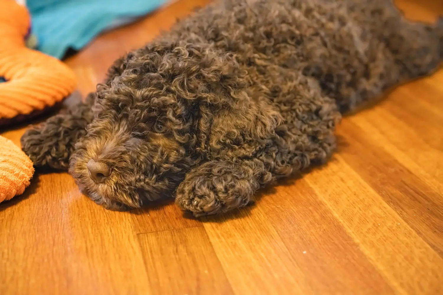 Acquistare un cucciolo di Barbet significa assumersi delle responsabilità! Acquistare cuccioli di Barbet.