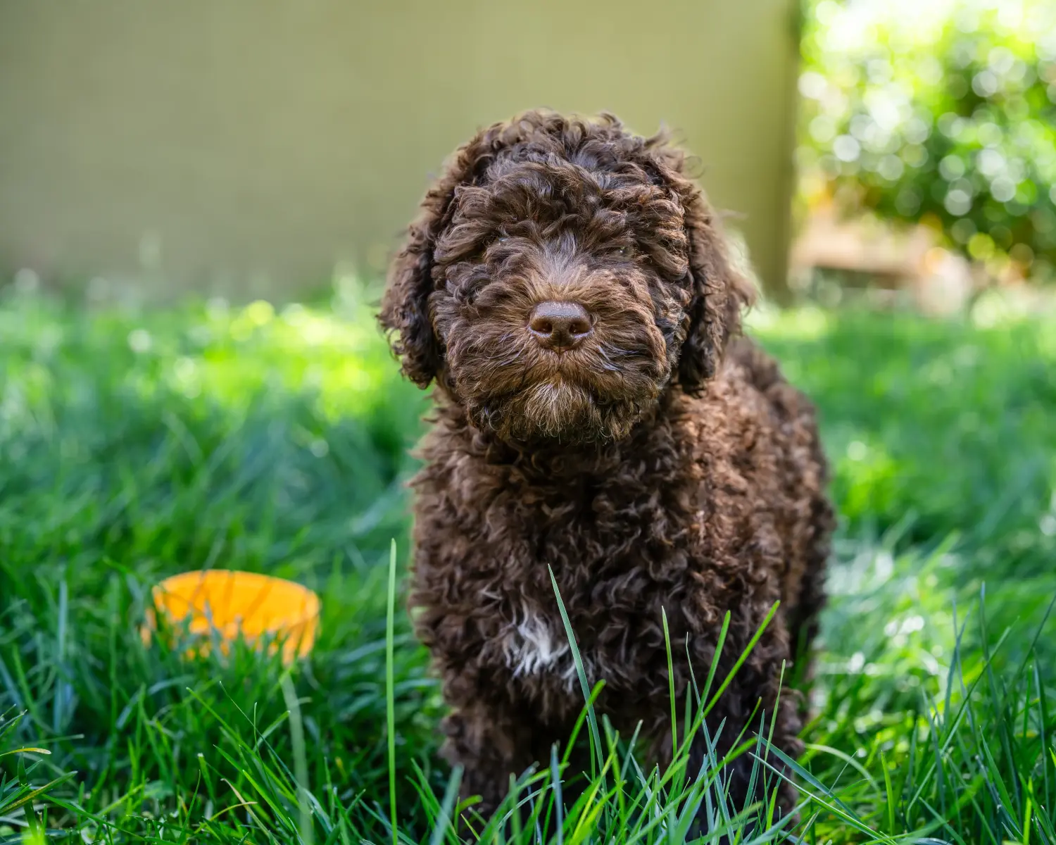 Acquistare un cucciolo di Barbet significa assumersi delle responsabilità! Acquistare cuccioli di Barbet.