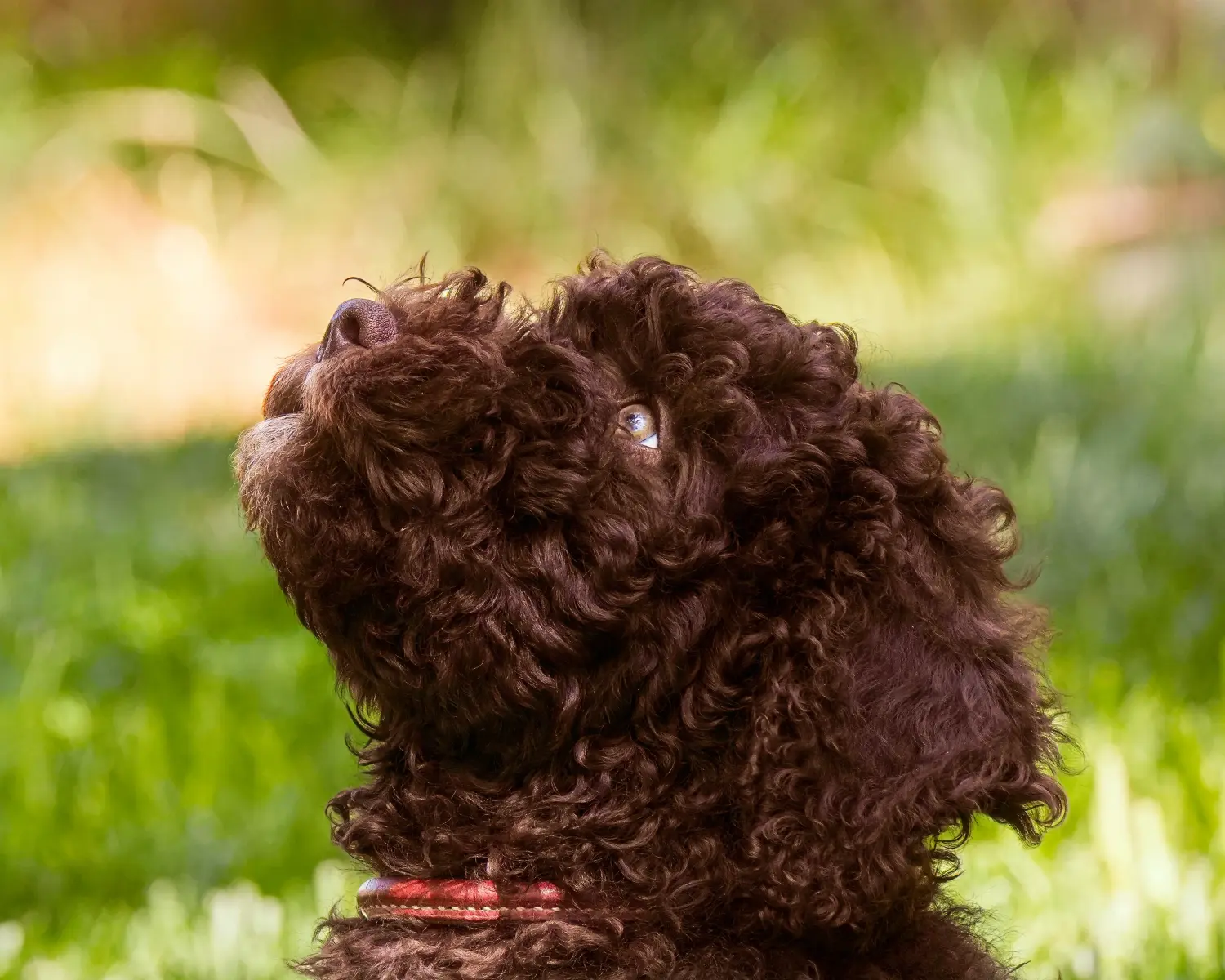 Acquistare un cucciolo di Barbet significa assumersi delle responsabilità! Acquistare cuccioli di Barbet.