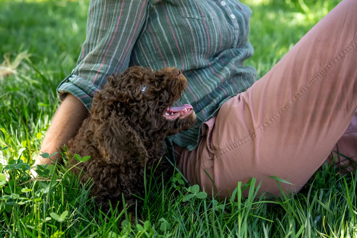 Acquistare un cucciolo di Barbet significa assumersi delle responsabilità! Acquistare cuccioli di Barbet.