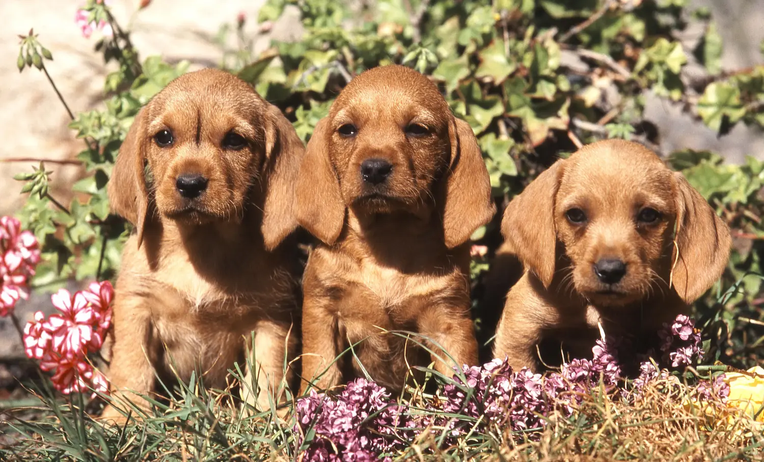 Acquistare un cucciolo di Basset fauve de Bretagne significa assumersi delle responsabilità! Cuccioli di Basset fauve de Bretagne in vendita.