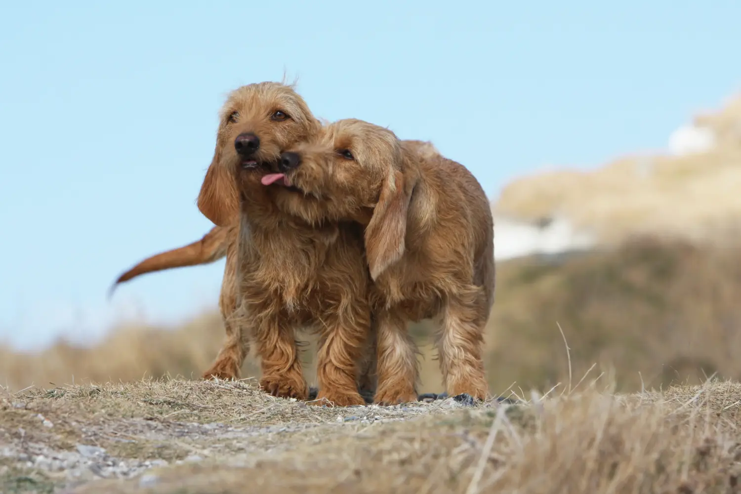 Acquistare un cucciolo di Basset fauve de Bretagne significa assumersi delle responsabilità! Cuccioli di Basset fauve de Bretagne in vendita.