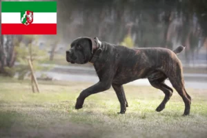 Scopri di più sull'articolo Allevatori di Boerboel e cuccioli in Nord Reno-Westfalia