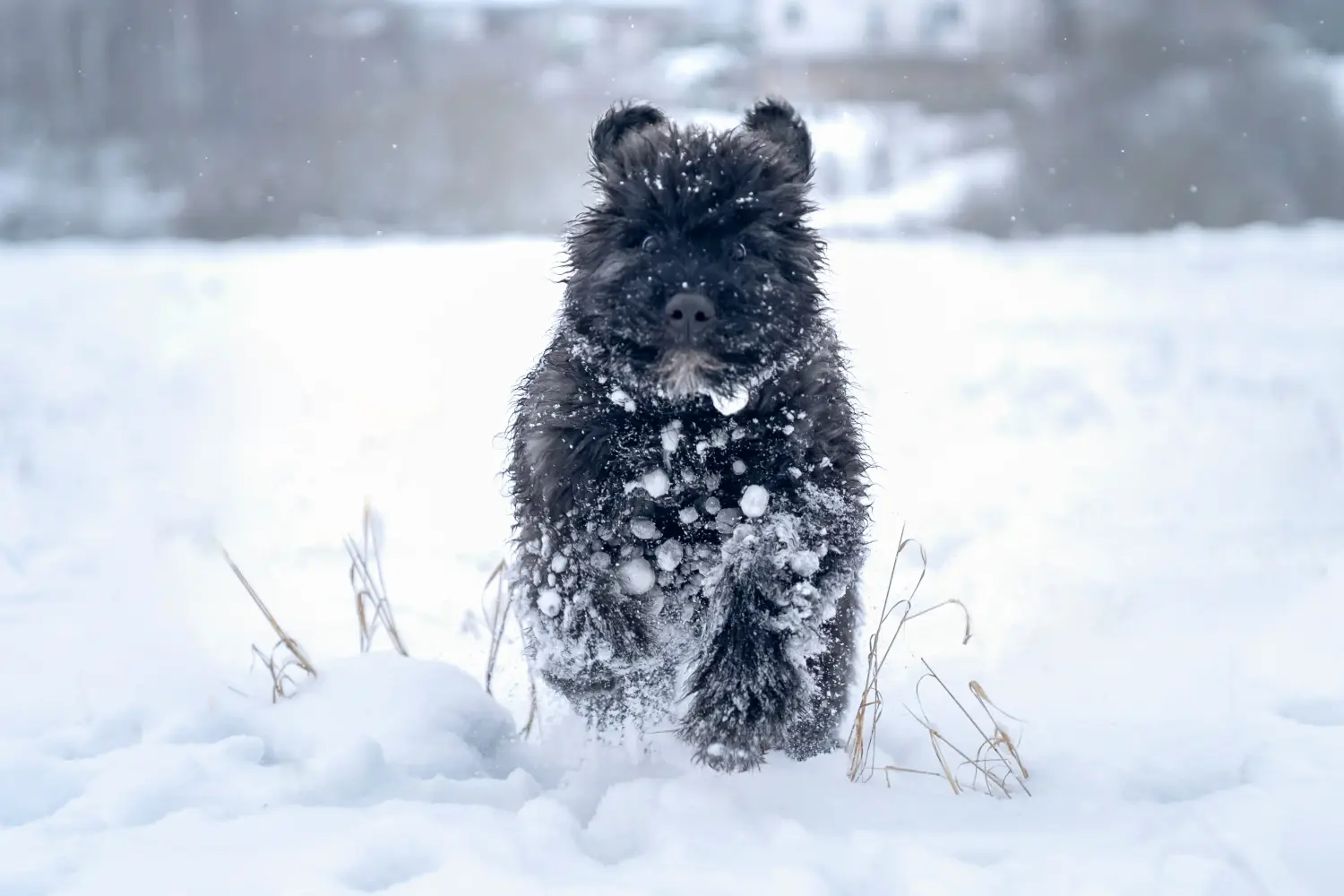 Acquistare un cucciolo di Bouvier des Flandres significa assumersi delle responsabilità! Comprare cuccioli di Bouvier des Flandres.