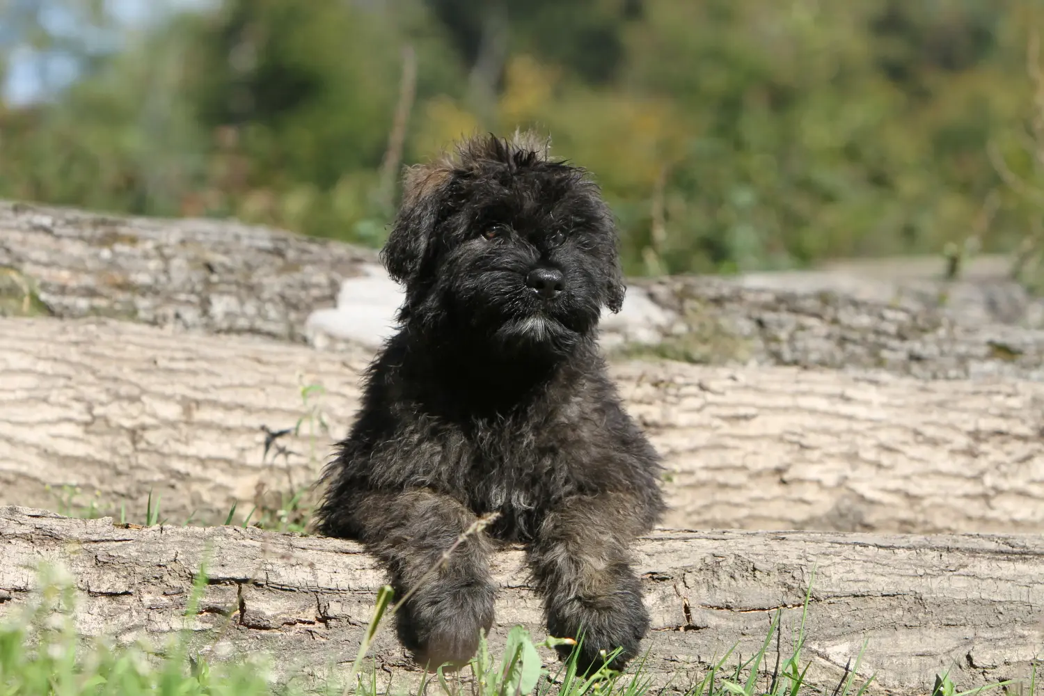 Acquistare un cucciolo di Bouvier des Flandres significa assumersi delle responsabilità! Comprare cuccioli di Bouvier des Flandres.