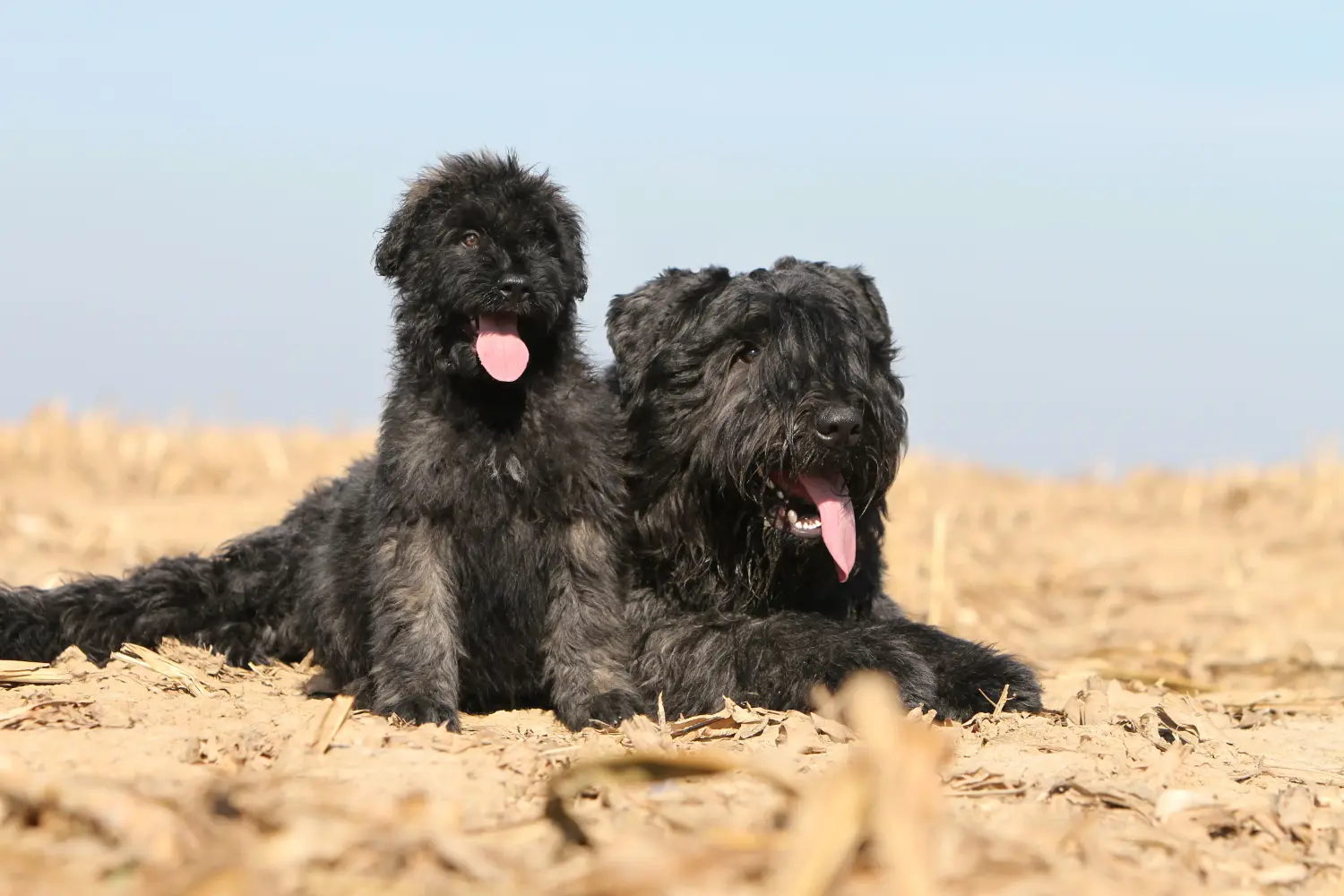Acquistare un cucciolo di Bouvier des Flandres significa assumersi delle responsabilità! Comprare cuccioli di Bouvier des Flandres.