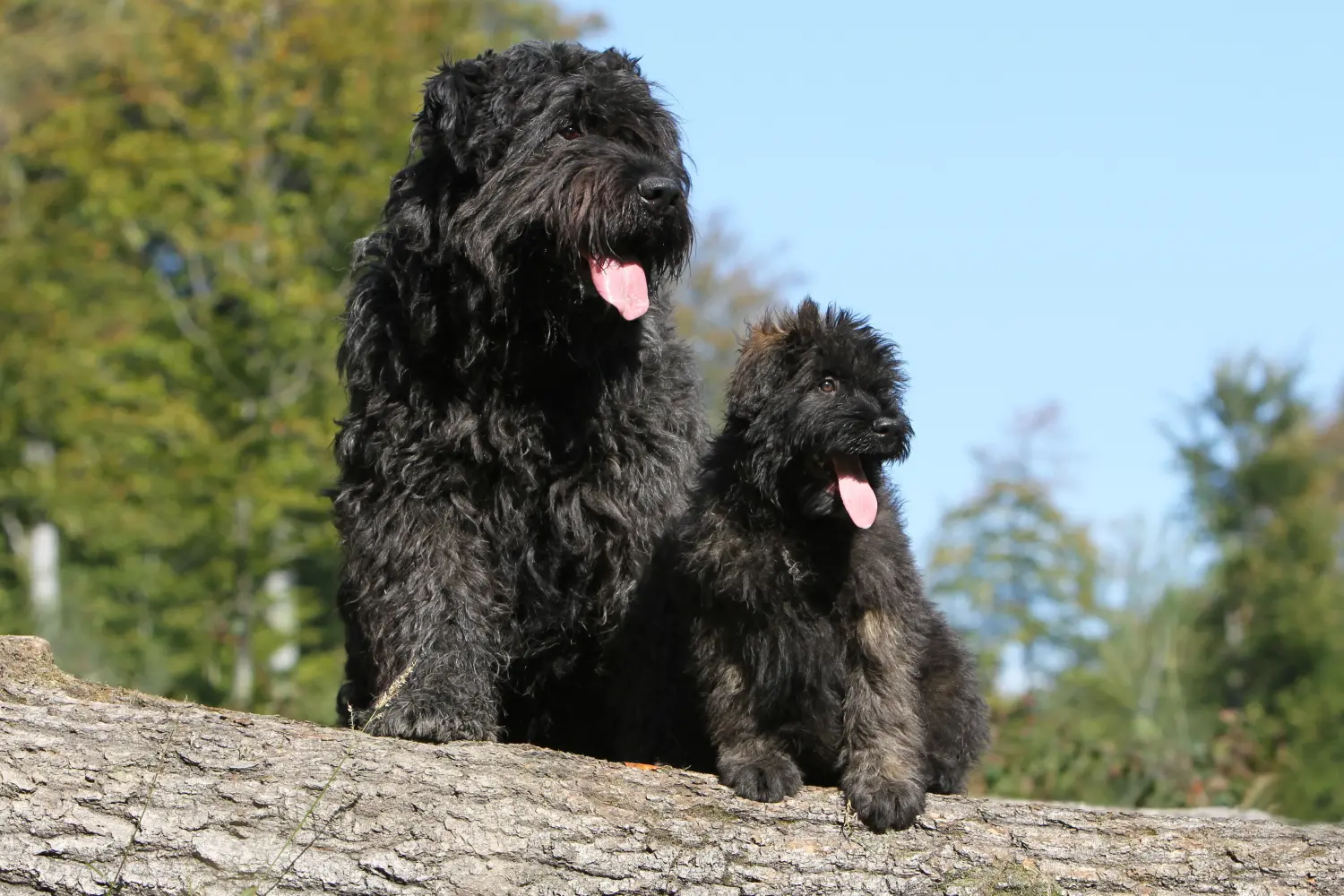 Acquistare un cucciolo di Bouvier des Flandres significa assumersi delle responsabilità! Comprare cuccioli di Bouvier des Flandres.
