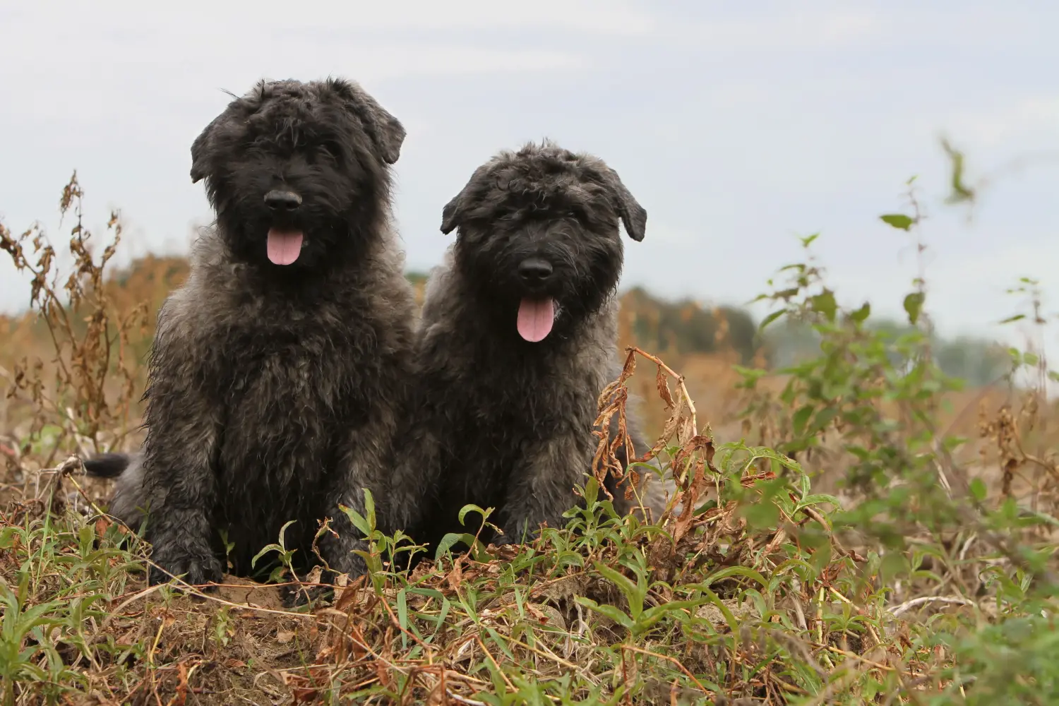 Acquistare un cucciolo di Bouvier des Flandres significa assumersi delle responsabilità! Comprare cuccioli di Bouvier des Flandres.