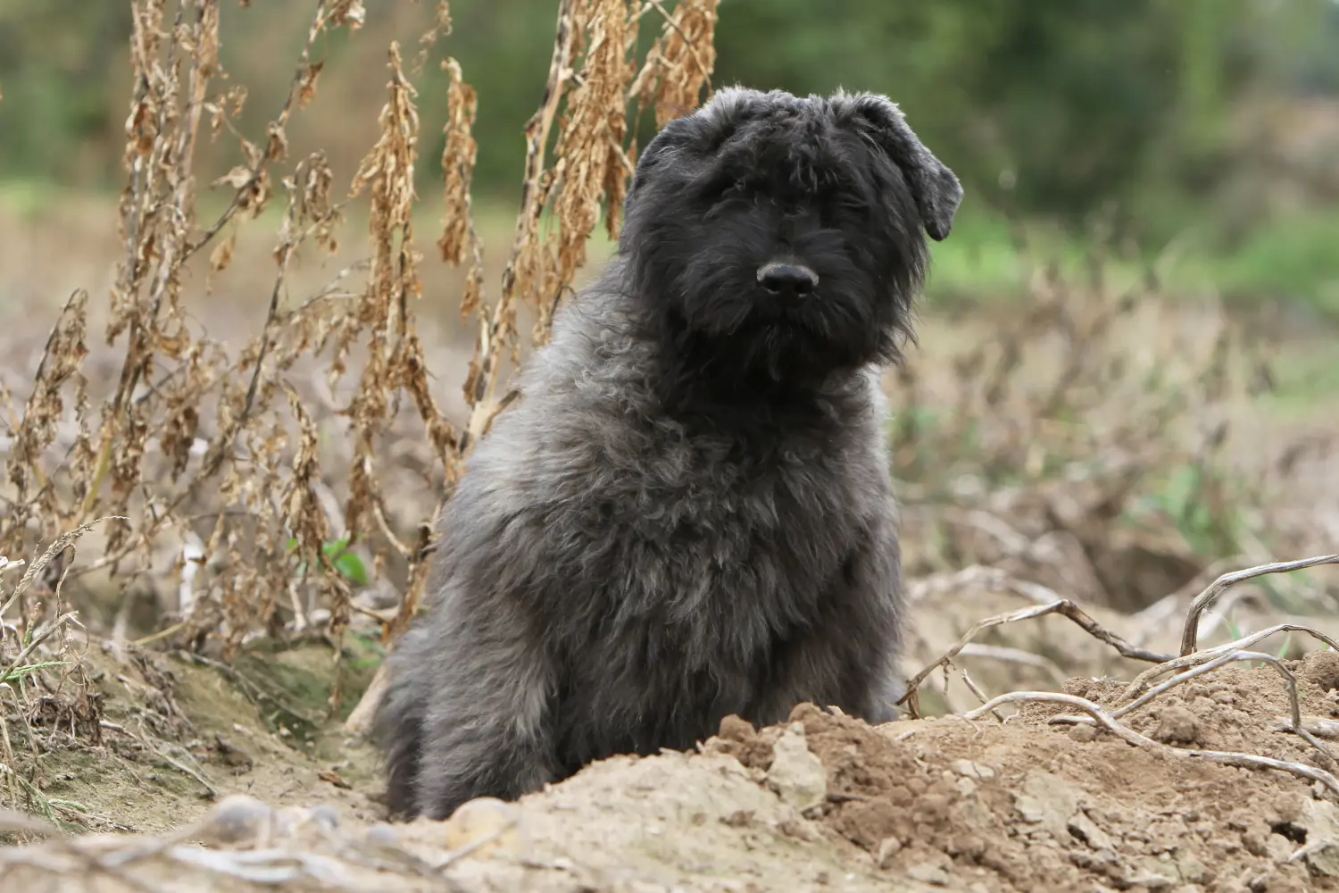 Acquistare un cucciolo di Bouvier des Flandres significa assumersi delle responsabilità! Comprare cuccioli di Bouvier des Flandres.