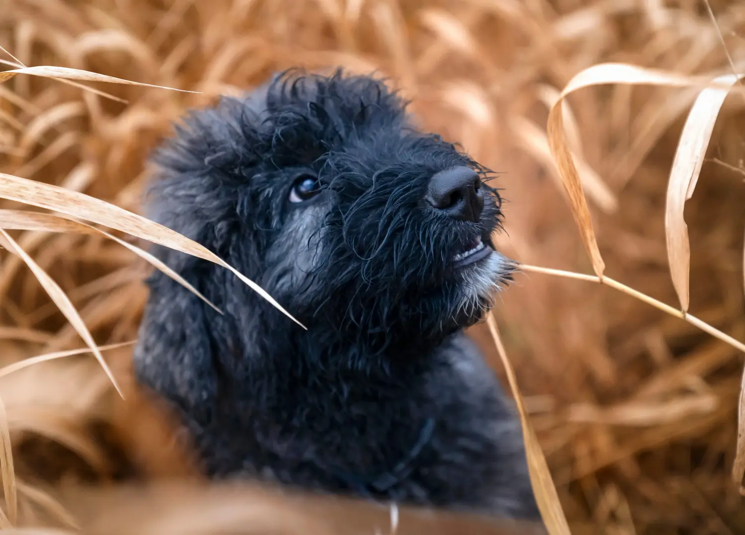Acquistare un cucciolo di Bouvier des Flandres significa assumersi delle responsabilità! Comprare cuccioli di Bouvier des Flandres.