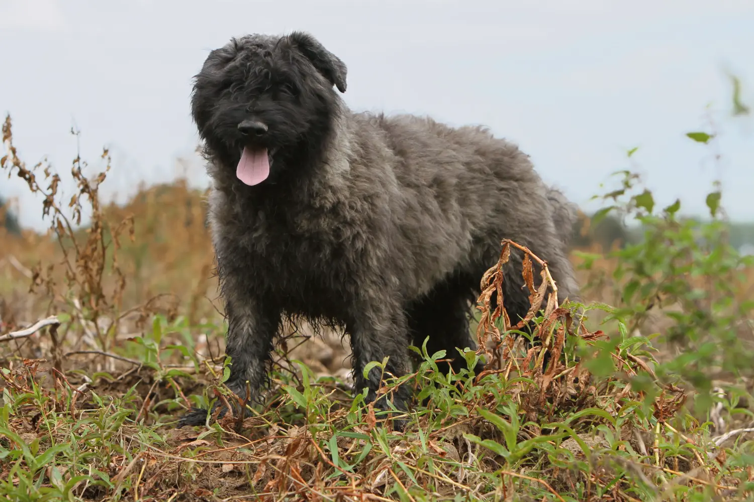 Acquistare un cucciolo di Bouvier des Flandres significa assumersi delle responsabilità! Comprare cuccioli di Bouvier des Flandres.