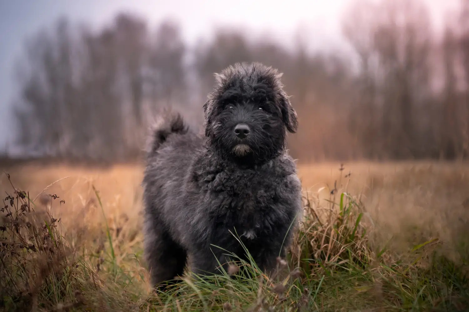 Acquistare un cucciolo di Bouvier des Flandres significa assumersi delle responsabilità! Comprare cuccioli di Bouvier des Flandres.
