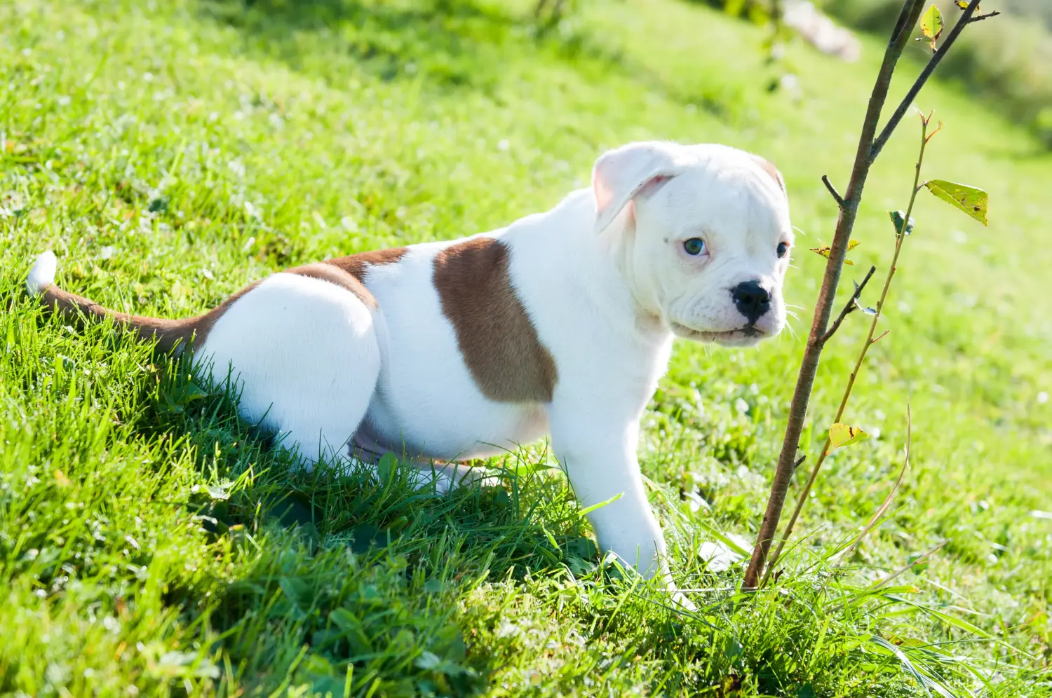 Acquistare un cucciolo di Bulldog americano significa assumersi delle responsabilità! Comprare cuccioli di Bulldog americano.