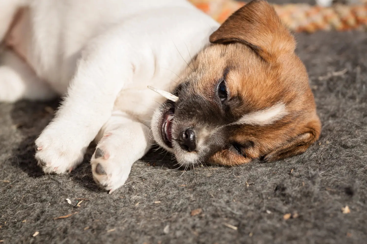 Acquistare un cucciolo di cane da fattoria danese-svedese significa assumersi delle responsabilità! Comprare cuccioli di cane da fattoria danese-svedese.