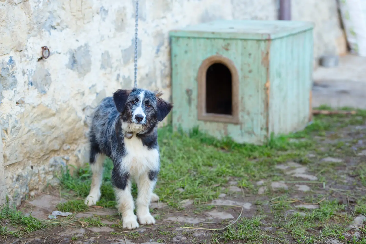 Acquistare un cucciolo di Pastore Bergamasco significa assumersi delle responsabilità! Comprare cuccioli di cane da pastore bergamasco.