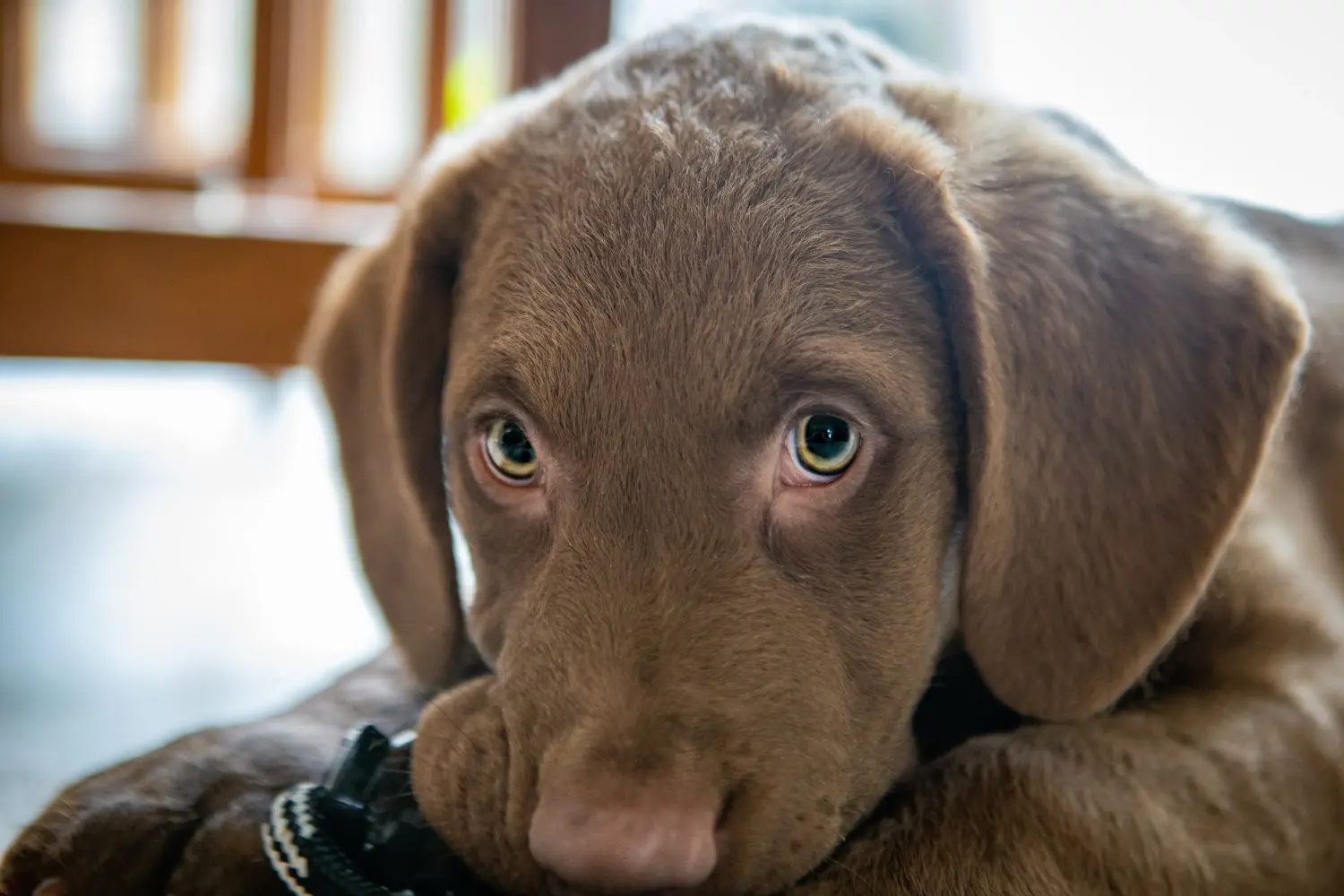 Acquistare un cucciolo di Chesapeake Bay Retriever significa assumersi delle responsabilità! Comprare cuccioli di Chesapeake Bay Retriever.