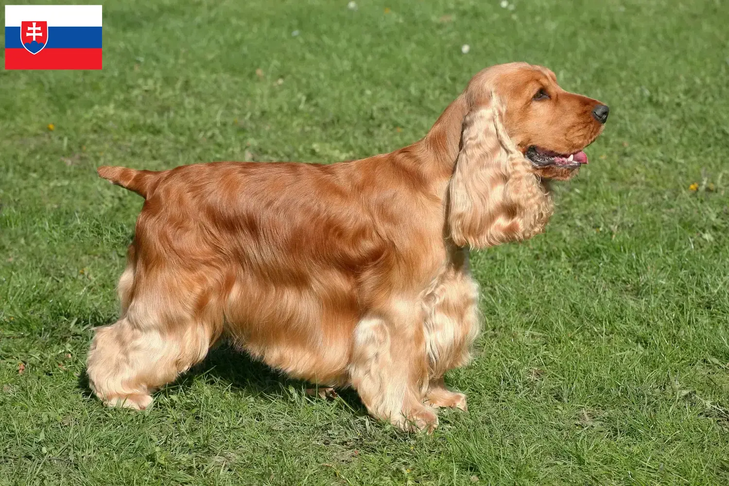 Scopri di più sull'articolo Allevatori di Cocker Spaniel Inglese e cuccioli in Slovacchia