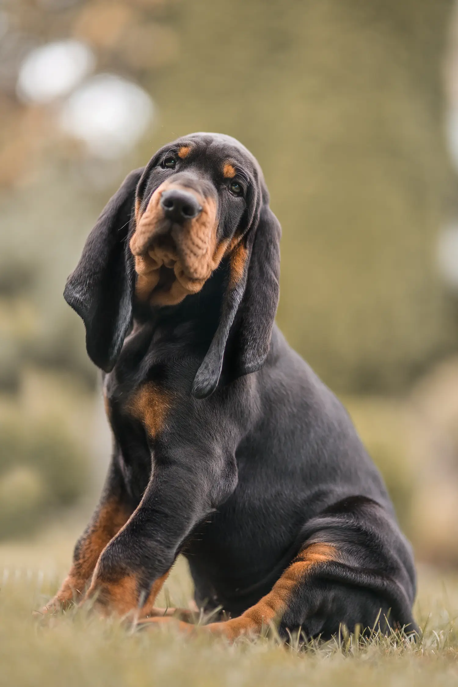 Acquistare un cucciolo di Black and Tan Coonhound significa assumersi delle responsabilità! Comprare cuccioli di Coonhound nero e marrone.