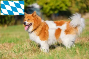 Scopri di più sull'articolo Allevatori e cuccioli di Elo in Baviera