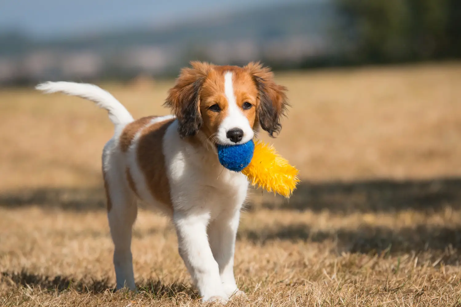 Acquistare un cucciolo di Kooikerhondje olandese significa assumersi delle responsabilità! Comprare cuccioli di Kooikerhondje olandese.