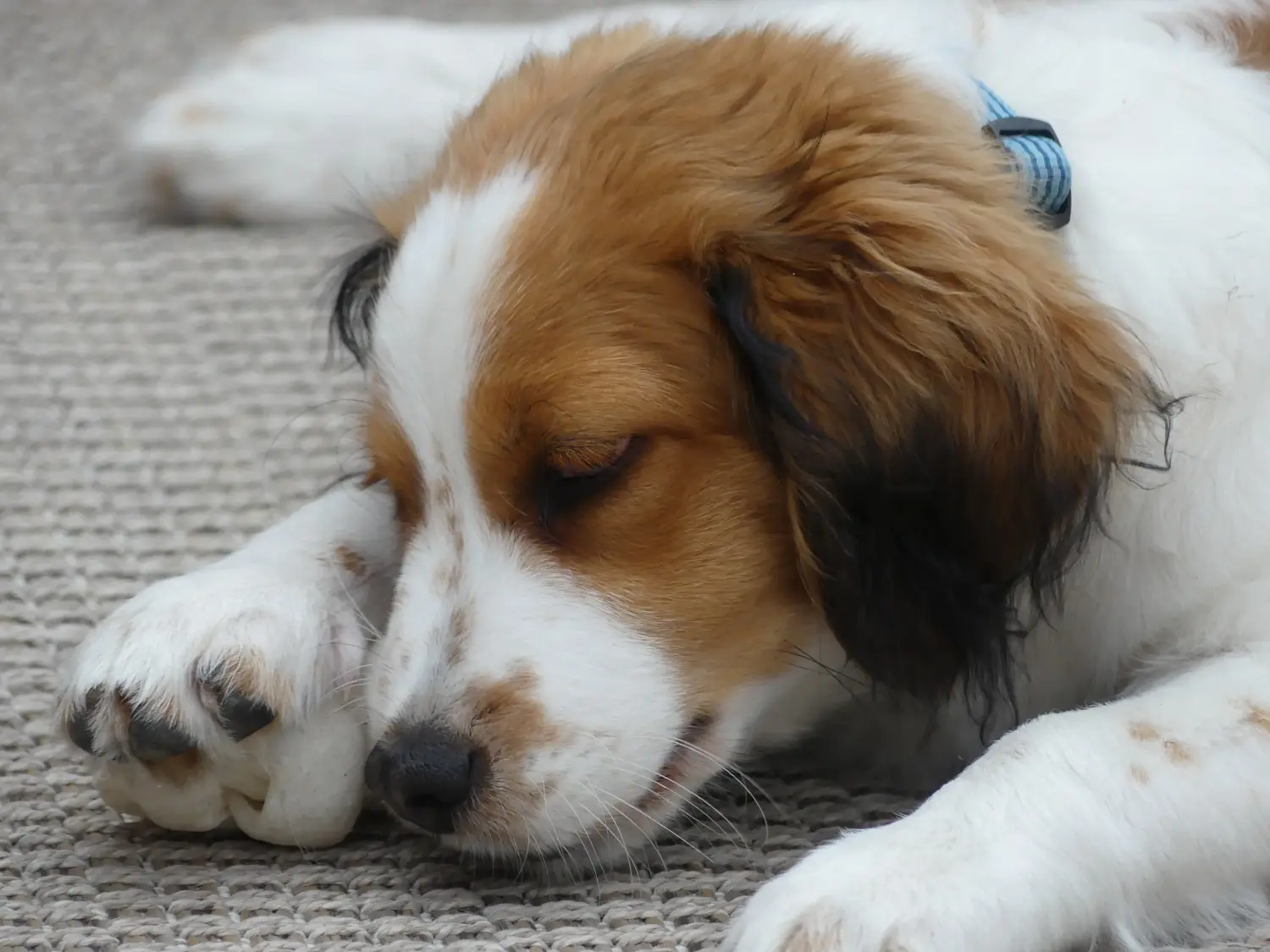 Acquistare un cucciolo di Kooikerhondje olandese significa assumersi delle responsabilità! Comprare cuccioli di Kooikerhondje olandese.