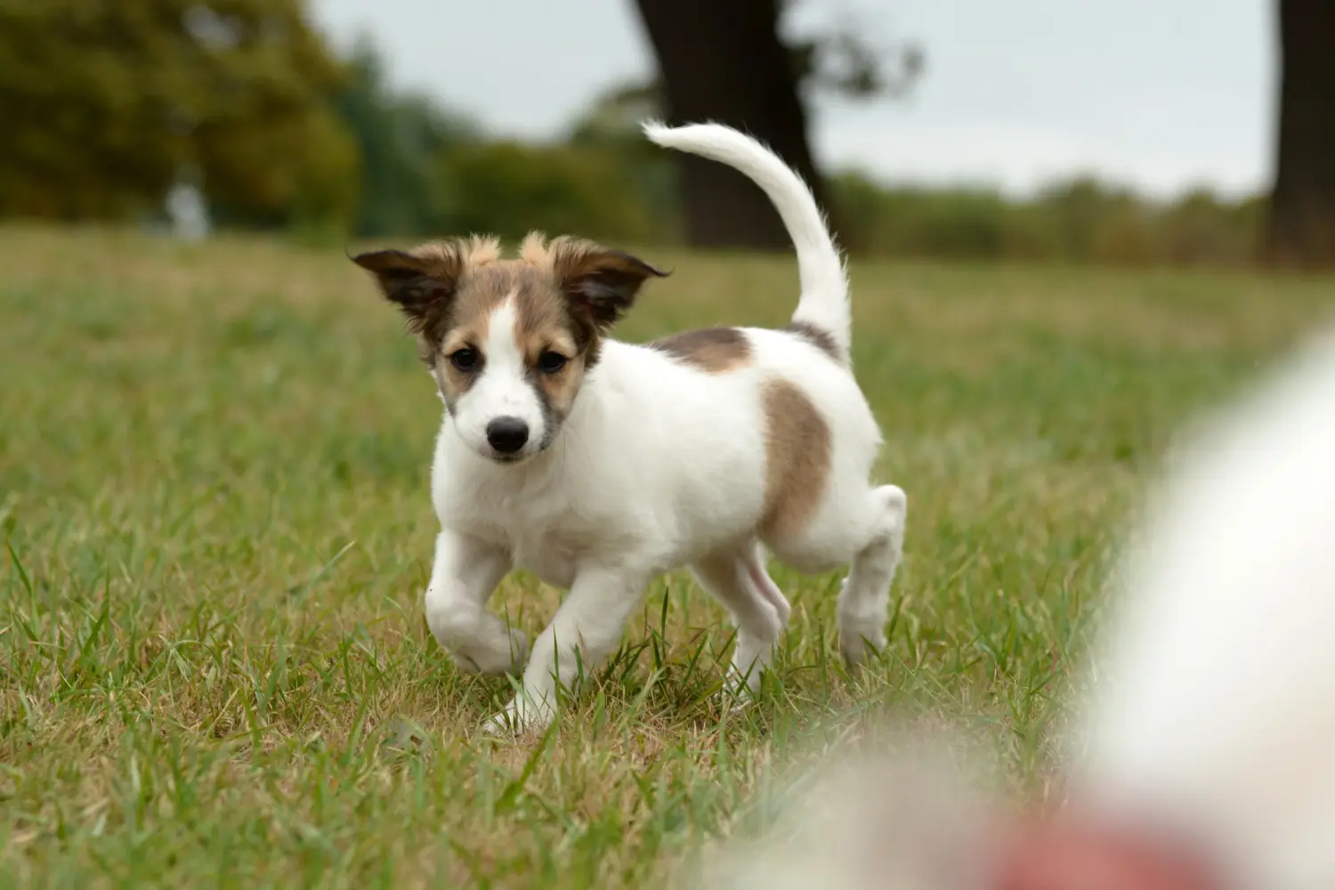 Acquistare un cucciolo di Kromfohrländer significa assumersi delle responsabilità! Comprare cuccioli di Kromfohrländer.