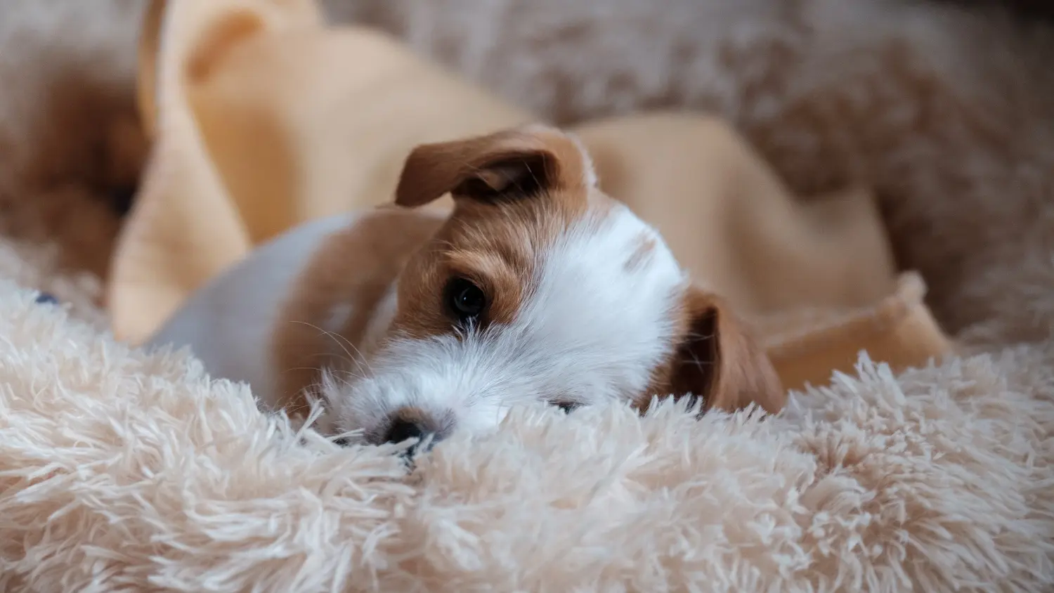 Acquistare un cucciolo di Kromfohrländer significa assumersi delle responsabilità! Comprare cuccioli di Kromfohrländer.