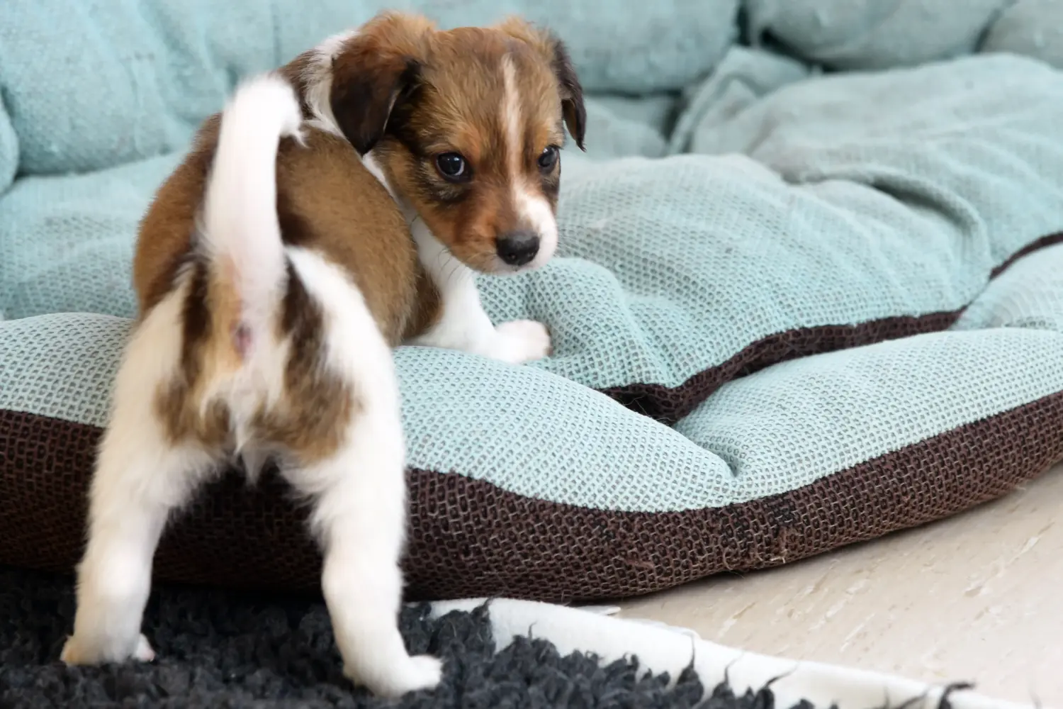 Acquistare un cucciolo di Kromfohrländer significa assumersi delle responsabilità! Comprare cuccioli di Kromfohrländer.