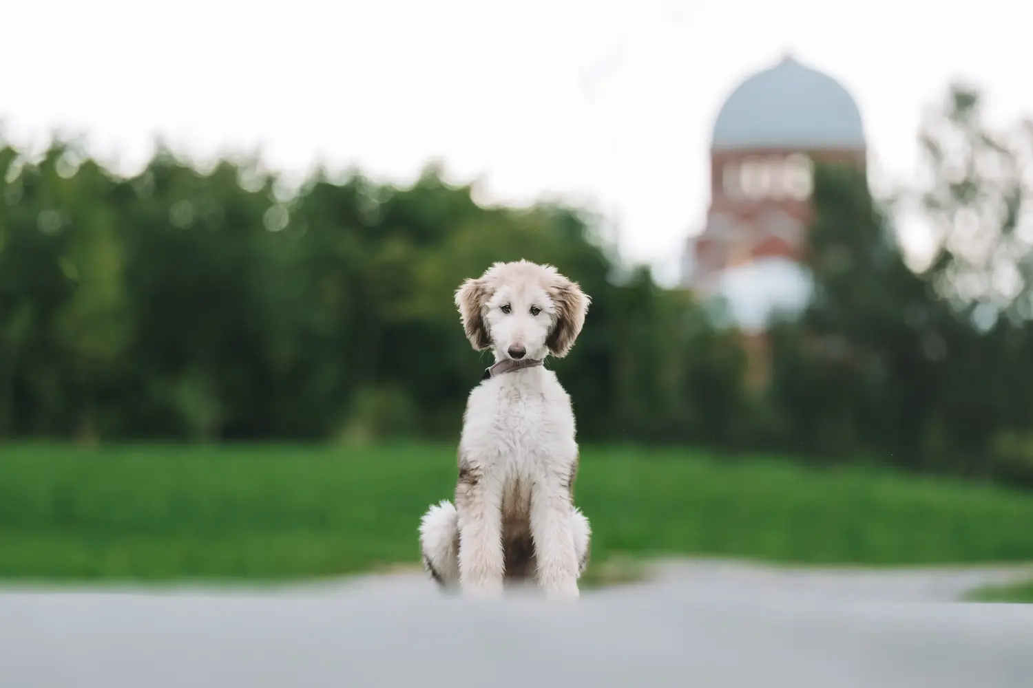 Acquistare un cucciolo di Afghan Hound significa assumersi delle responsabilità! Comprare cuccioli di levriero afgano.