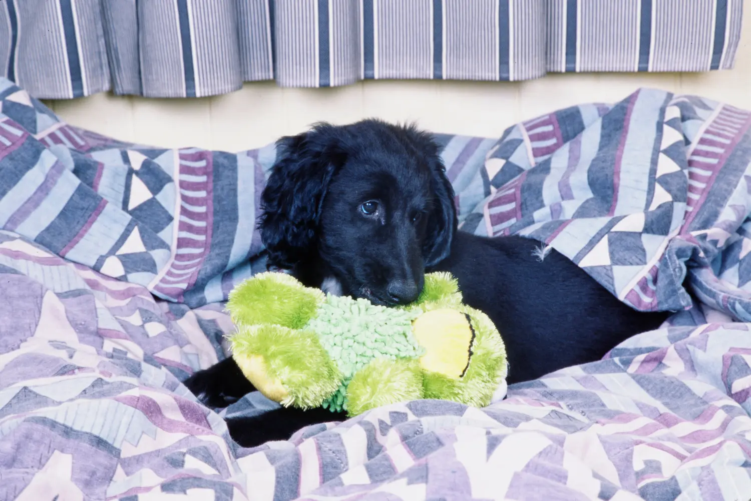 Acquistare un cucciolo di Afghan Hound significa assumersi delle responsabilità! Comprare cuccioli di levriero afgano.
