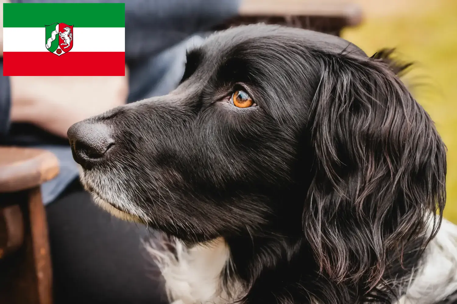 Scopri di più sull'articolo Grande allevatore di Münsterländer e cuccioli in Nord Reno-Westfalia