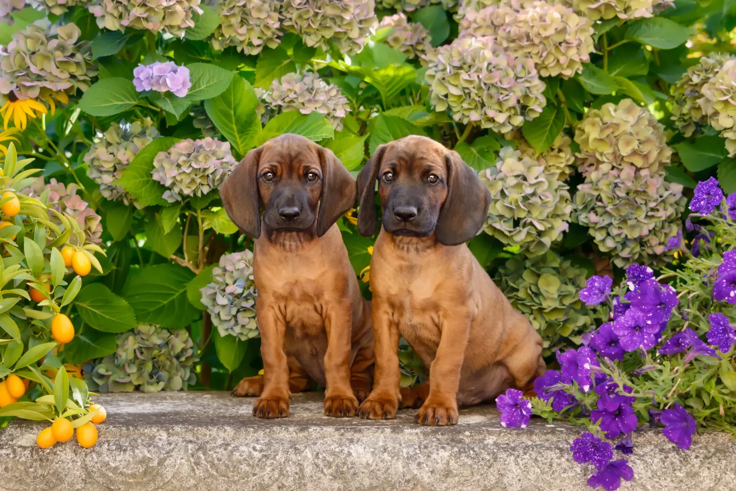 Acquistare un cucciolo di Bavarian Mountain Hound significa assumersi delle responsabilità! Comprare cuccioli di segugio bavarese.