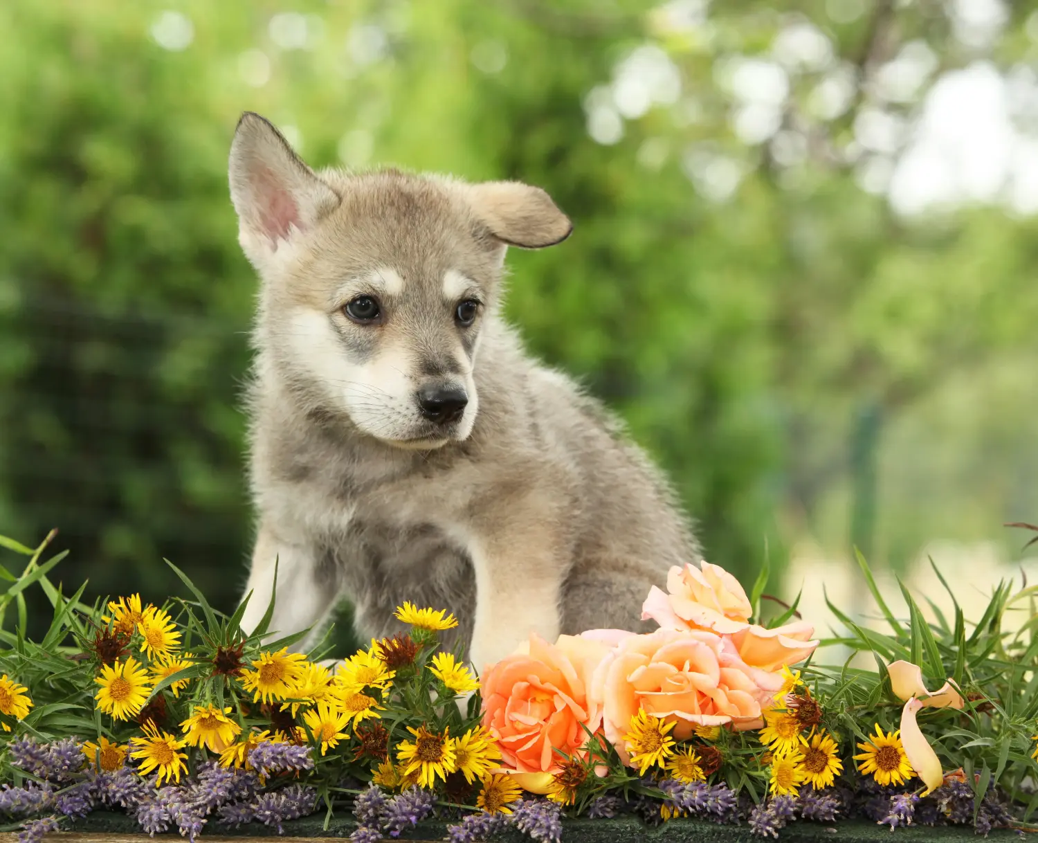 Acquistare un cucciolo di Saarloos wolfhound significa assumersi delle responsabilità! Acquistare cuccioli di segugio Saarloos.