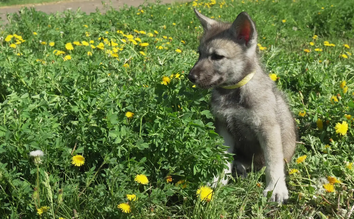 Acquistare un cucciolo di Saarloos wolfhound significa assumersi delle responsabilità! Acquistare cuccioli di segugio Saarloos.