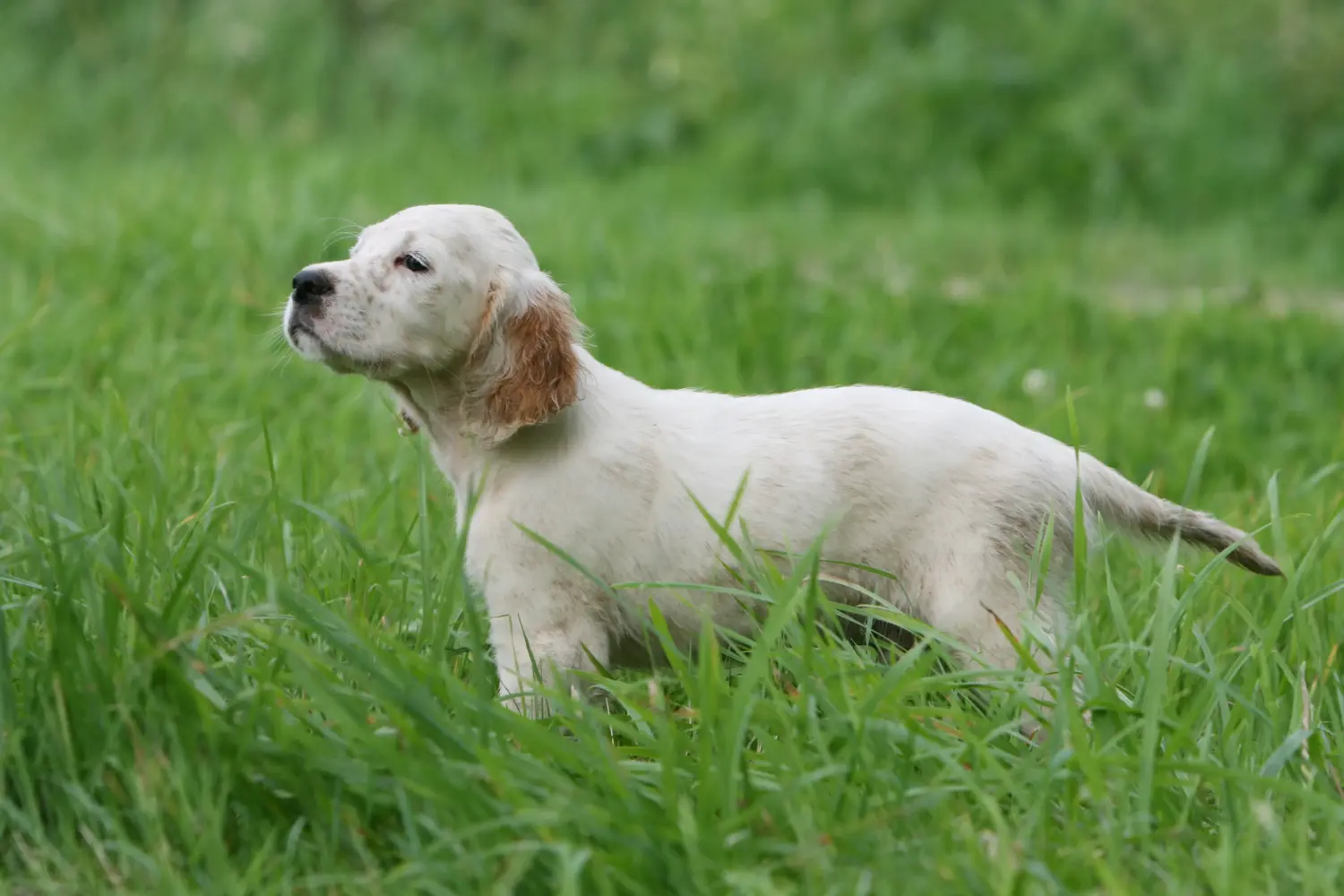 Acquistare un cucciolo di Setter Inglese significa assumersi delle responsabilità! Comprare cuccioli di Setter inglese.
