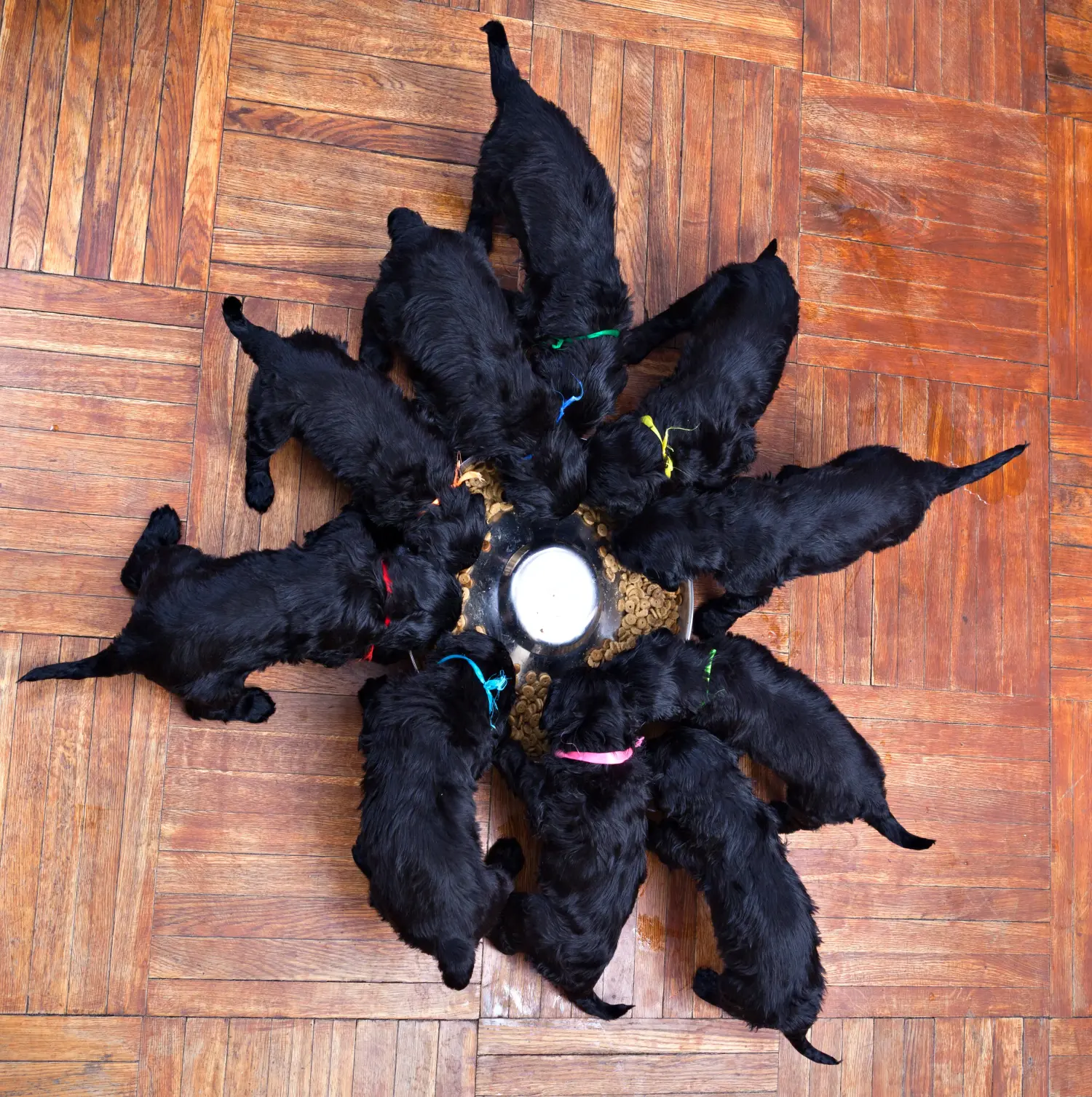 Acquistare un cucciolo di Terrier Nero Russo significa assumersi delle responsabilità! Comprare cuccioli di Terrier Nero Russo.