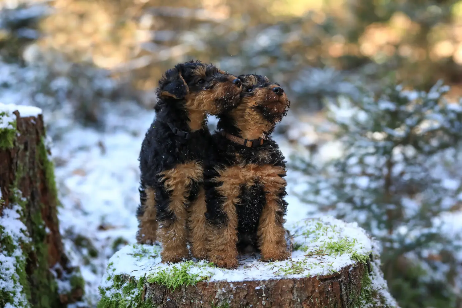 Acquistare un cucciolo di Welsh Terrier significa assumersi delle responsabilità! Comprare cuccioli di Welsh Terrier.