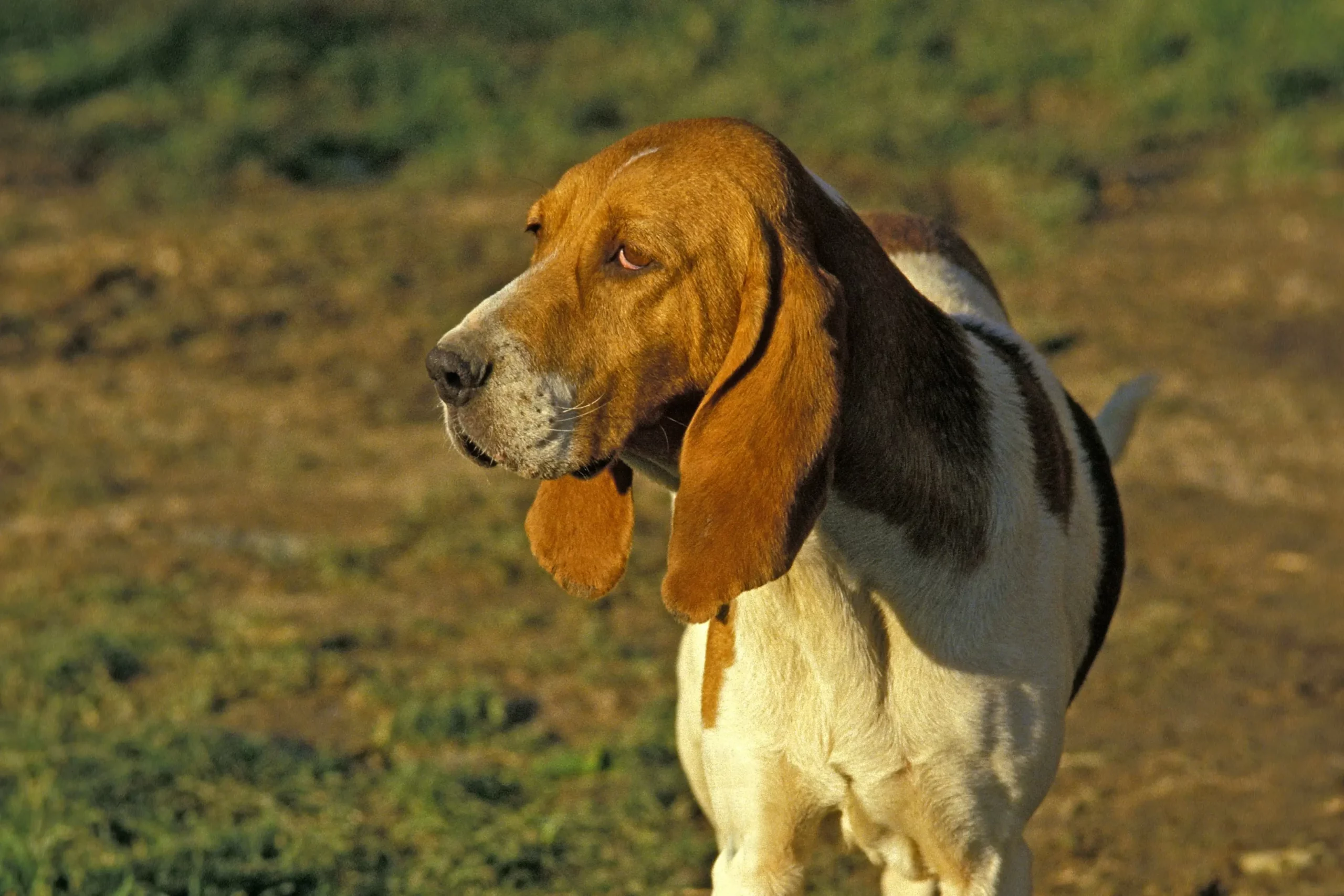 Scopri di più sull'articolo Allevatore di Chien d’Artois
