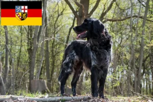 Scopri di più sull'articolo Allevatore di Münsterländer di grandi dimensioni e cuccioli in Saarland
