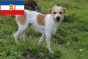 Scopri di più sull'articolo Allevatori di Kromfohrländer e cuccioli in Schleswig-Holstein