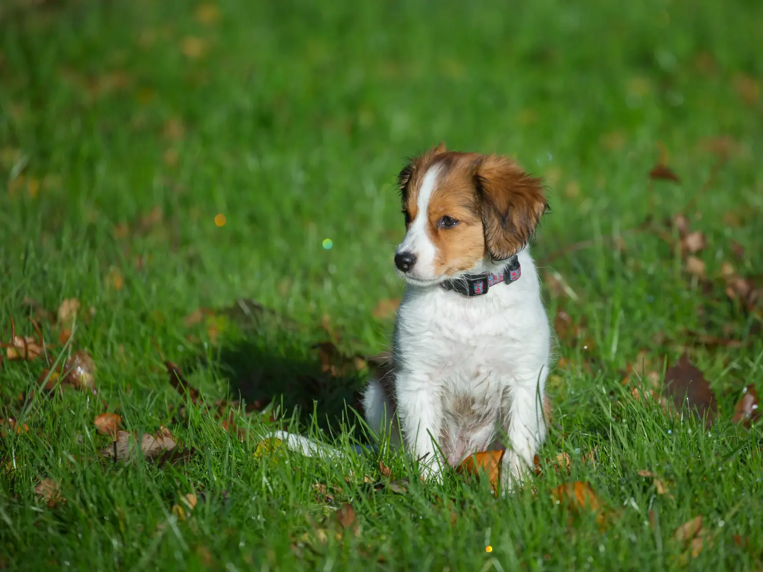Acquistare un cucciolo di Kooikerhondje olandese significa assumersi delle responsabilità! Comprare cuccioli di Kooikerhondje olandese.