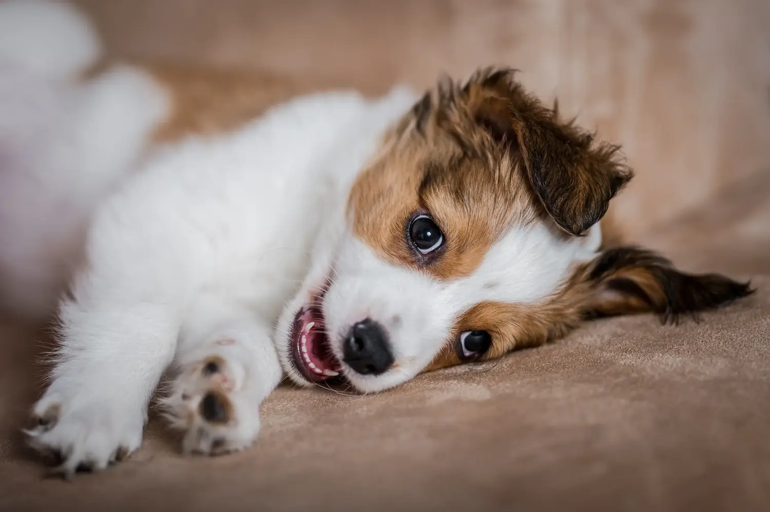 Acquistare un cucciolo di Kooikerhondje olandese significa assumersi delle responsabilità! Comprare cuccioli di Kooikerhondje olandese.