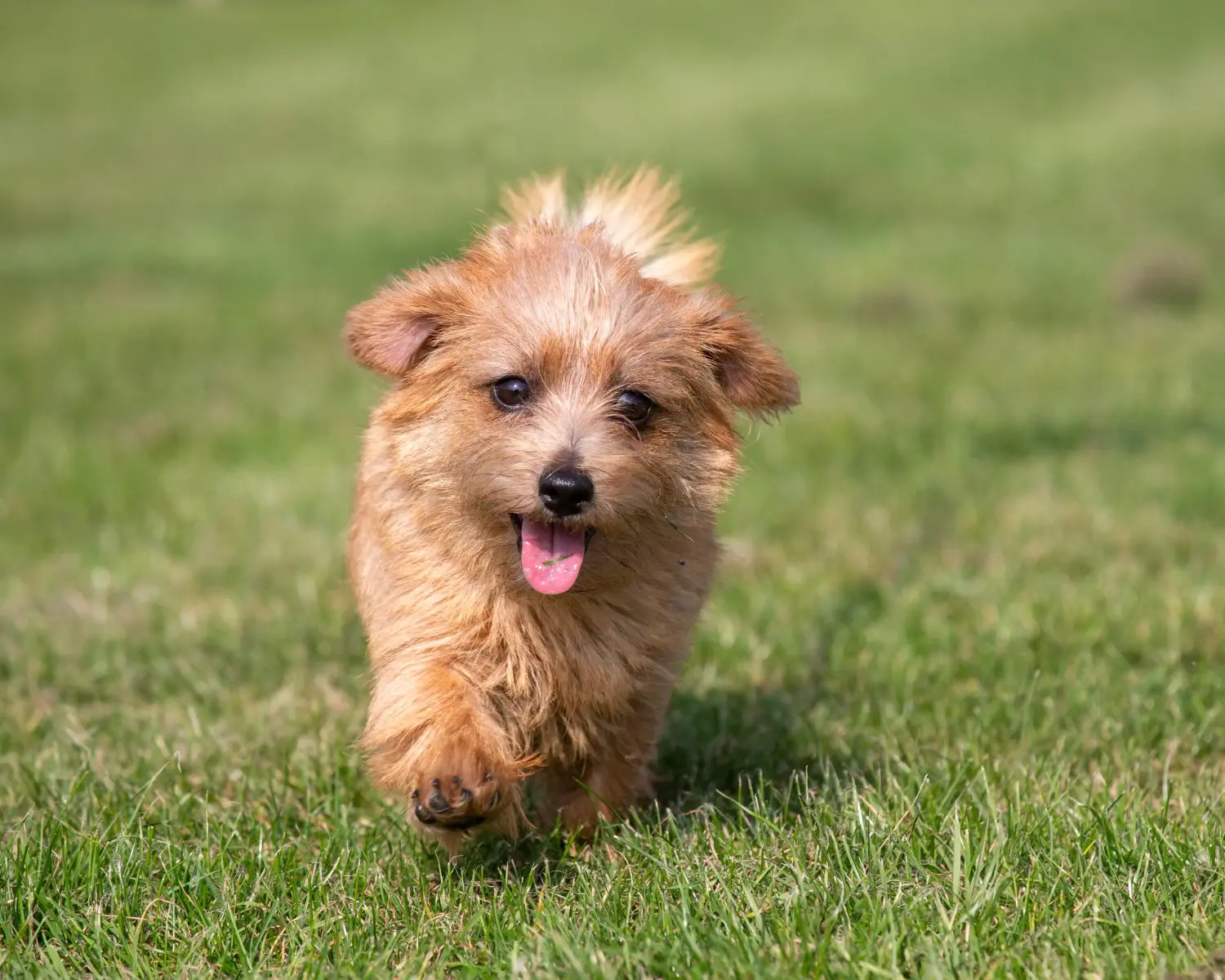 Acquistare un cucciolo di Norfolk Terrier significa assumersi delle responsabilità! Comprare cuccioli di Norfolk Terrier.
