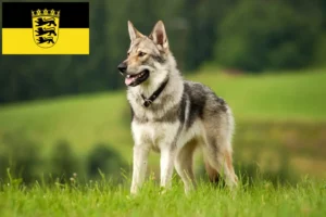 Scopri di più sull'articolo Allevatori di Saarloos Wolfhound e cuccioli in Baden-Württemberg