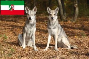 Scopri di più sull'articolo Allevatori di Saarloos Wolfhound e cuccioli in Nord Reno-Westfalia