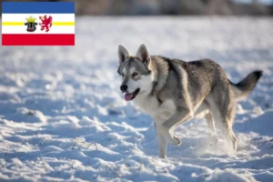 Scopri di più sull'articolo Allevatori di cani lupo Saarloos e cuccioli in Meclemburgo-Pomerania Anteriore